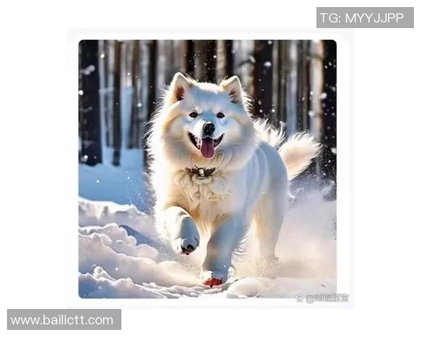 足球明星狗狗名字推荐让你的爱犬也拥有独特的足球魅力